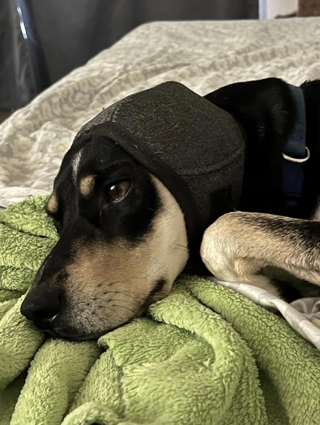 Customer photo review of Noise Protection Ear Muffs
