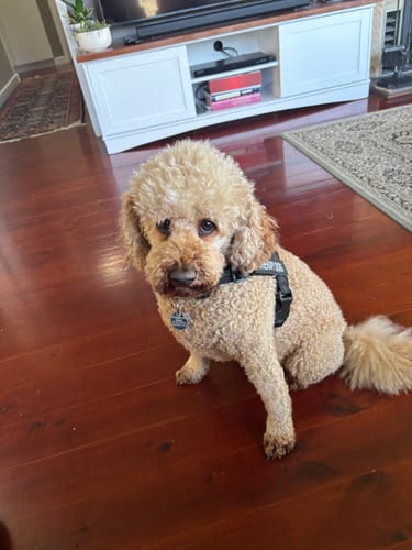 Customer photo review of The Good Dog Lead