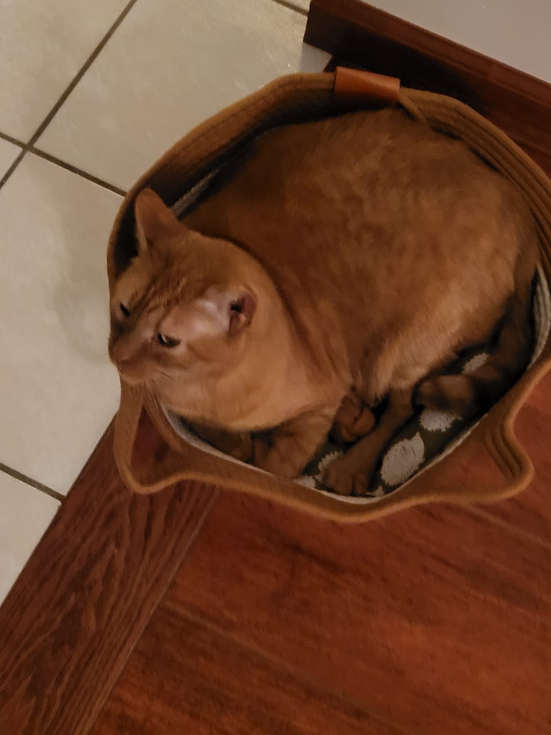 Customer photo review of Instinct Basket | Meet the first research-backed natural territory for indoor cats