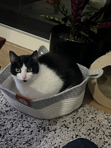 Customer's black and white cat sitting comfortably inside a grey Instinct Basket on a carpeted floor.