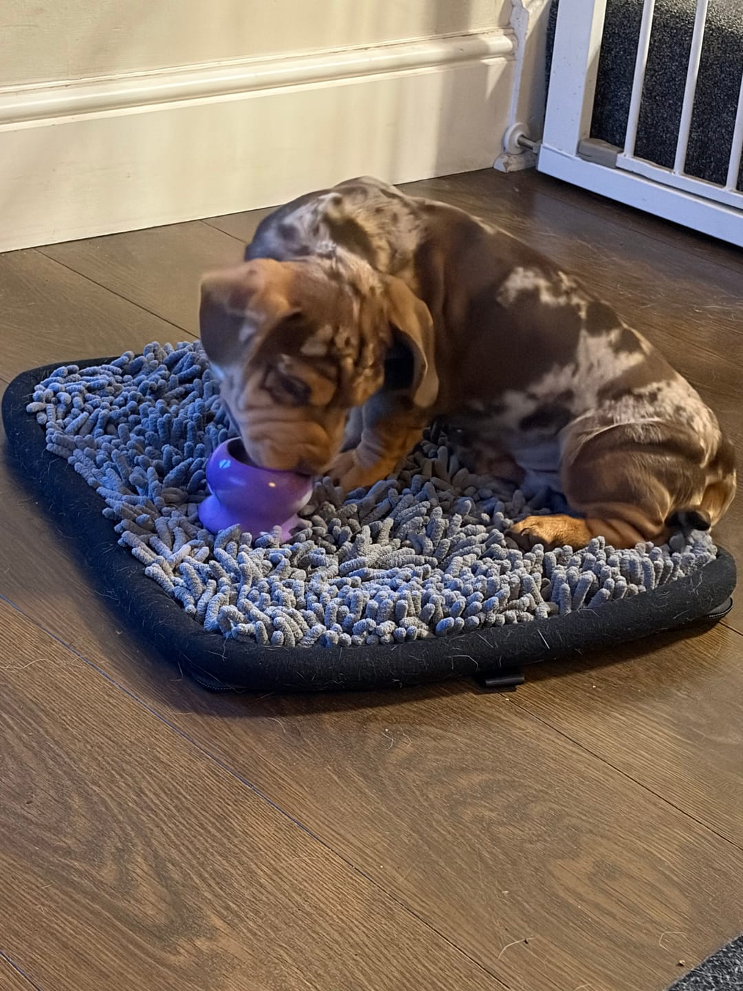 Customer photo review of FreezBall Bundle — Best value on the most-loved bones