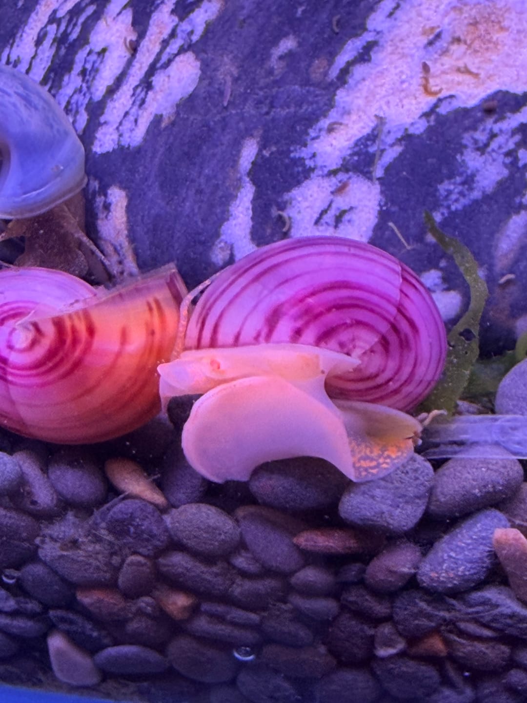 Customer photo review of Magenta Mystery Snail