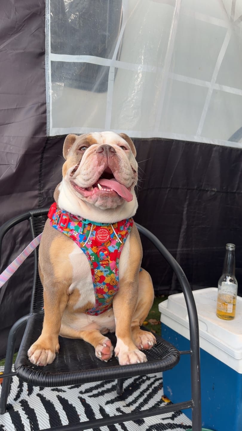 Customer photo review of Disney© Tough Trails™ Harness - Winnie Goes Retro