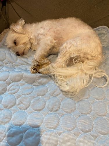 Customer photo review of Cooling Mat