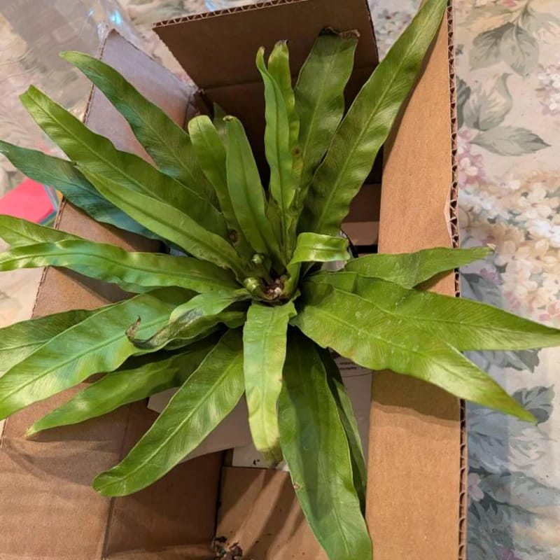 Customer photo review of Bird Nest Fern 4” Grow Pot - Asplenium Nidus Victoria - Wavy Leaves Fern Indoor and Outdoor - Air Purifier Plants - Gift Plant