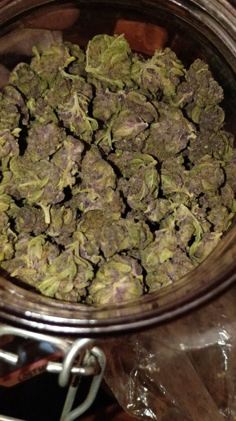 Customer photo review of Tropicana Cherry THCA Smalls