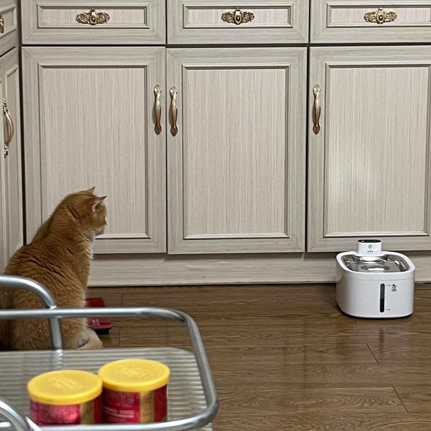 Customer photo review of Pawtique BloomFlow™ 2.4L Stainless Steel Pet Fountain