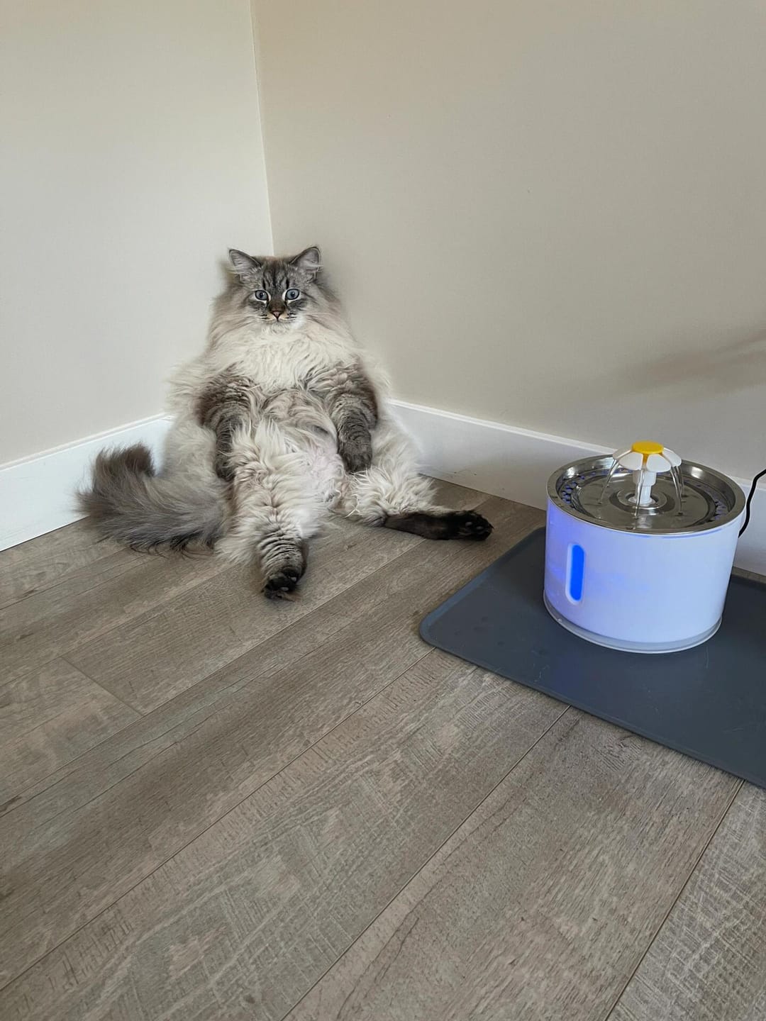 Customer photo review of Pawtique BloomFlow™ 2.4L Stainless Steel Pet Fountain