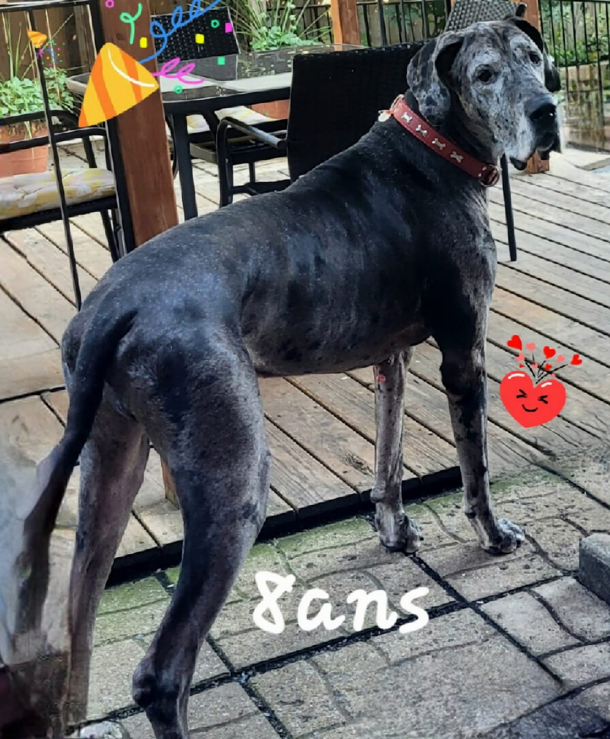 Customer photo review of PEASY (Stress, Anxiété, Nervosité) pour chiens et chats