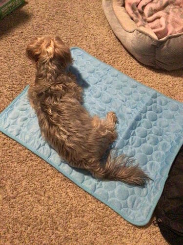 Customer photo review of Cooling Mat