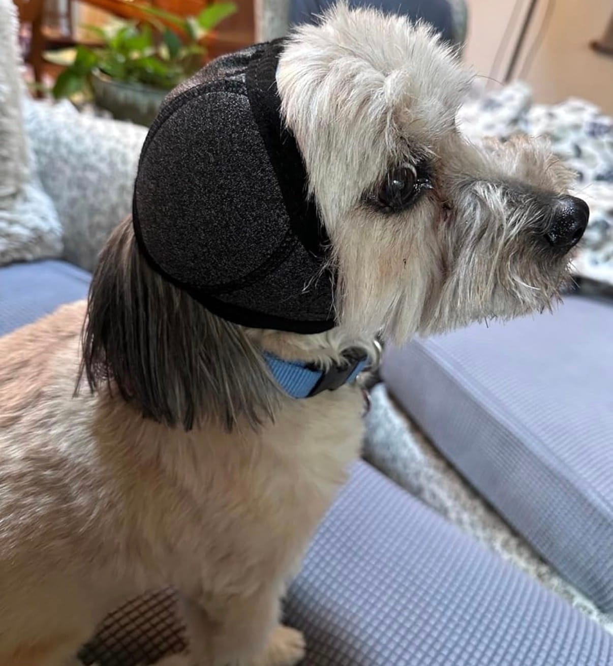 Customer photo review of Noise Protection Ear Muffs