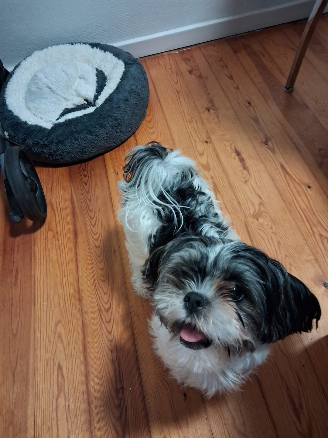 Customer photo review of Dogman - Pigbold m. piv, grøn