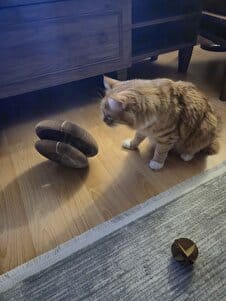 Customer photo review of PatiÖdül™ Akıllı Tırmalama ve Oyun Yatağı