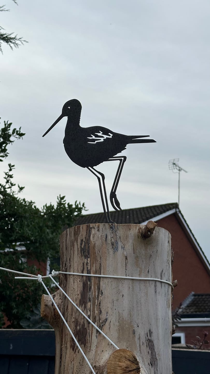 Customer photo review of Metalbird Seconds - Black Stilt