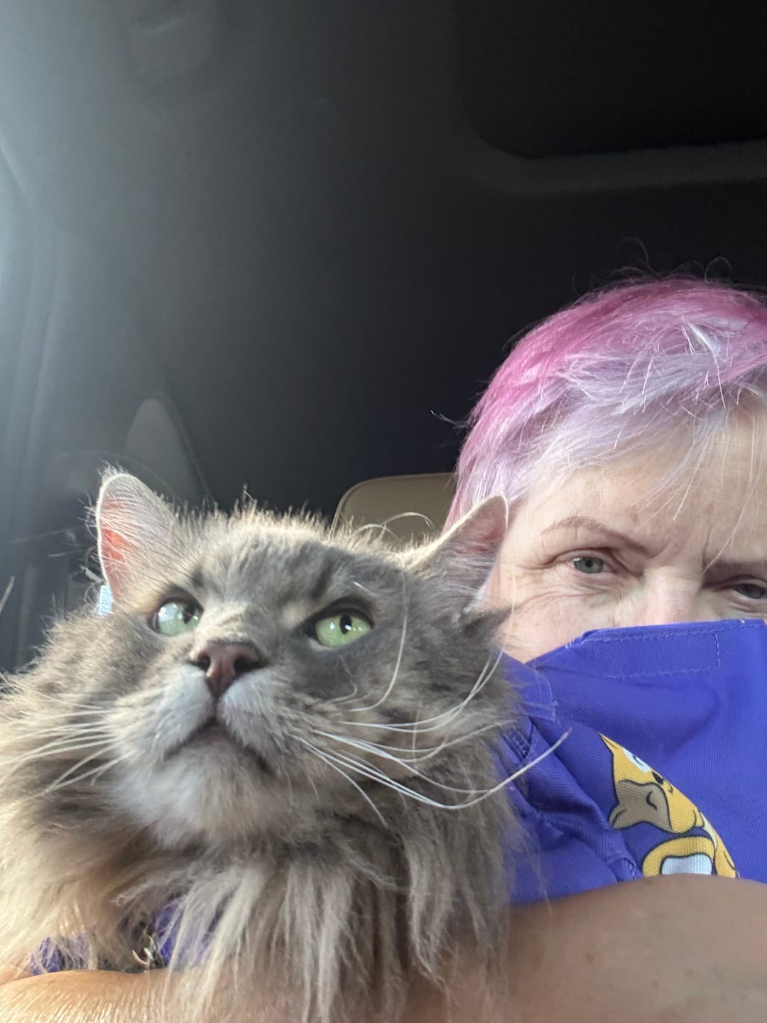 Customer photo review of Kitastic Cat Carrier
