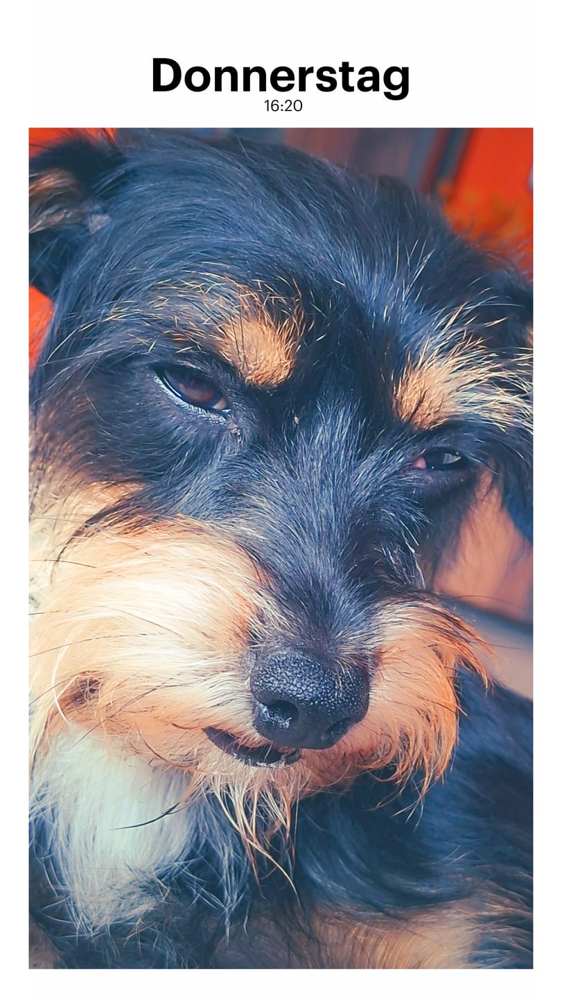 Customer photo review of PeppiPaste - Darmpower | Natürliche Darmpflege für Hunde | 220g