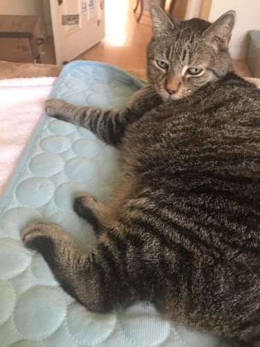 Customer photo review of Cooling Mat