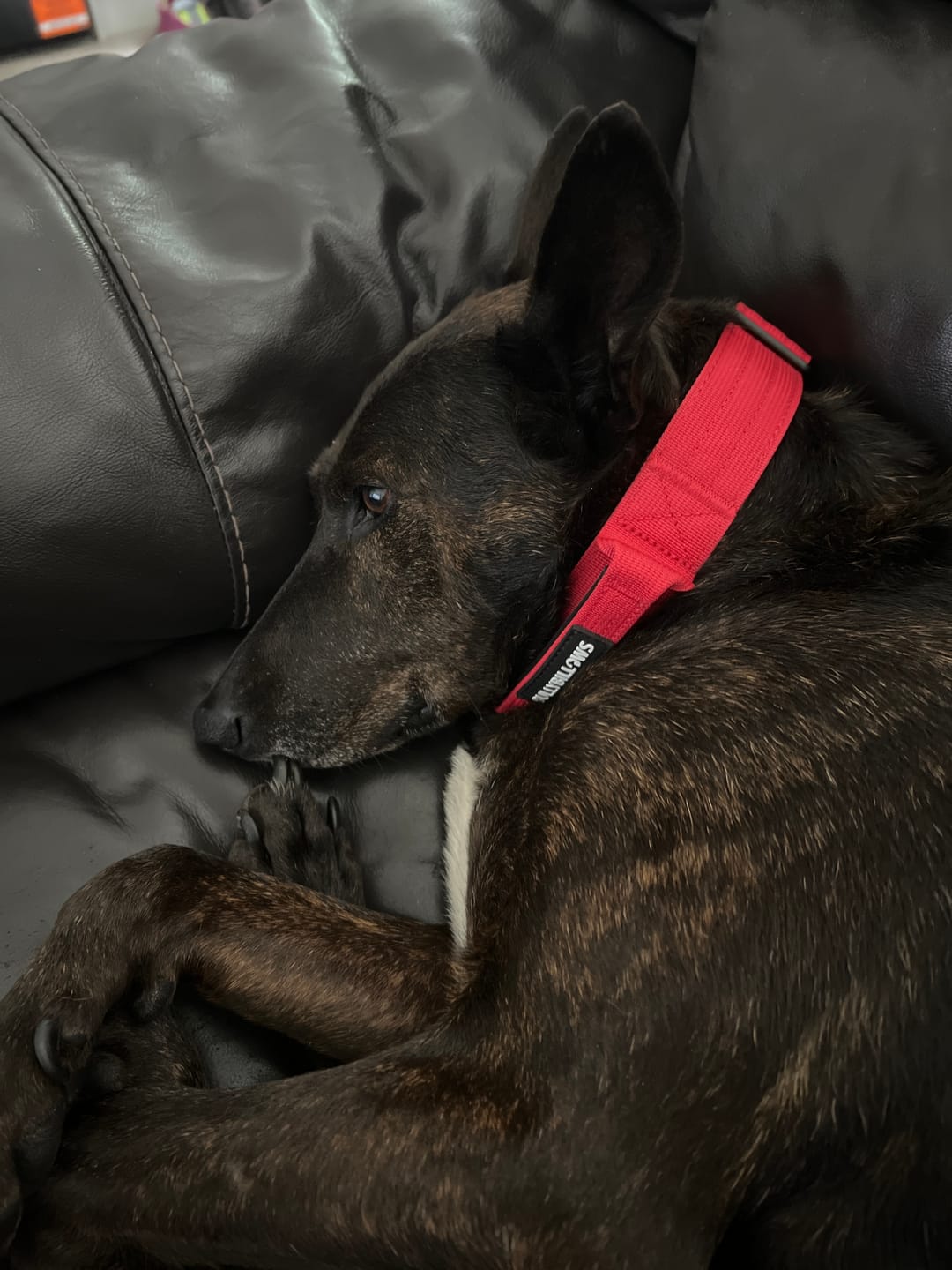 Customer photo review of 4cm Combat® Collar | With Handle & Secured Clip - Red