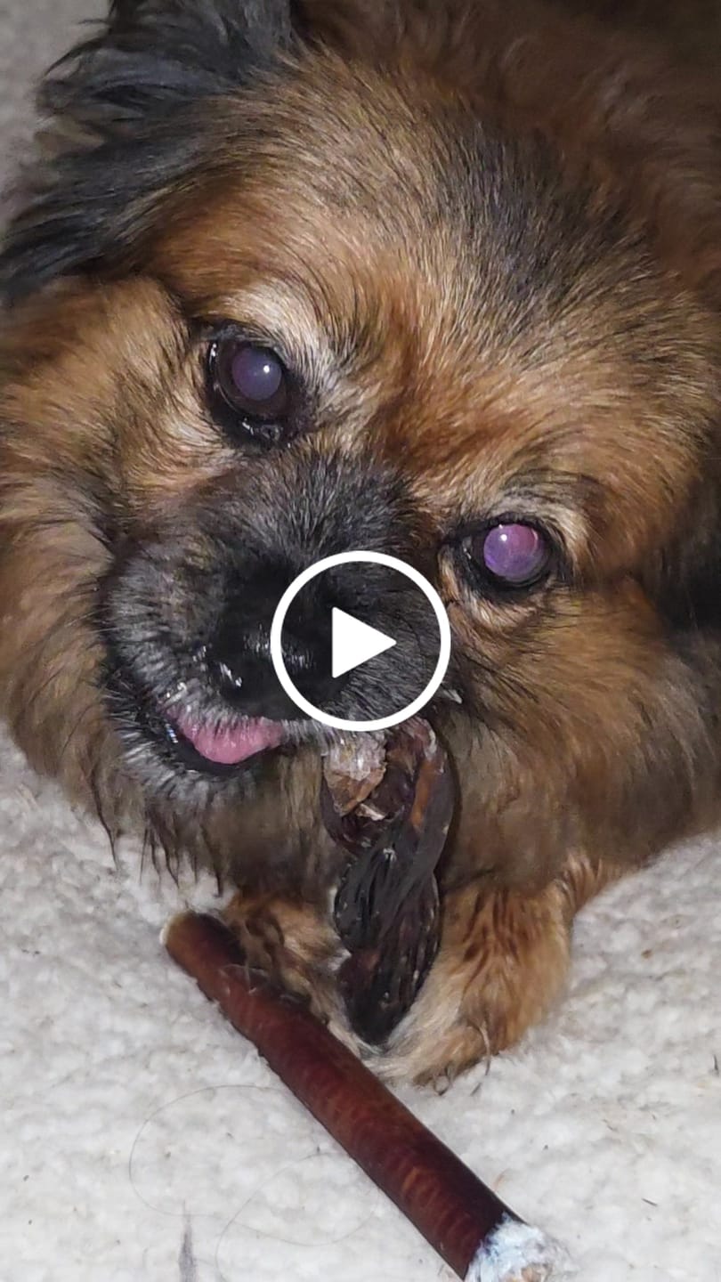 Customer video review of 6 Inch Braided Jerky Stick
