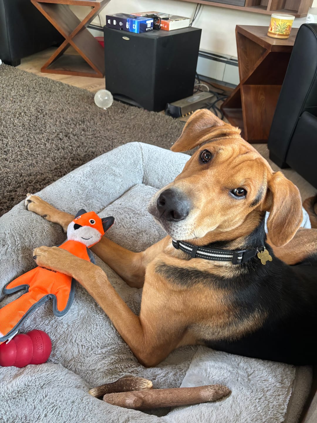 Customer photo review of Himalayan Yak Chew (LARGE)