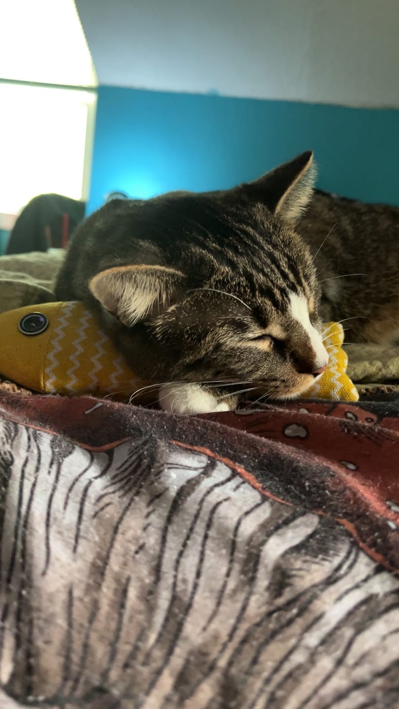 Customer photo review of Purestream AquaOne - Automatic Cat Fountain