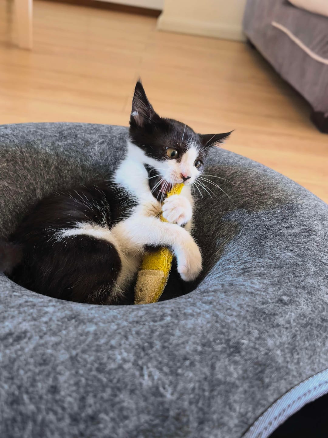 Customer photo review of Donut Tunnel Cat Bed