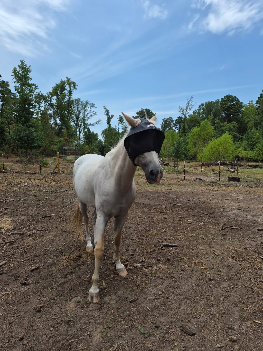Customer photo review of Solar Vizor Fly Mask - Standard Style