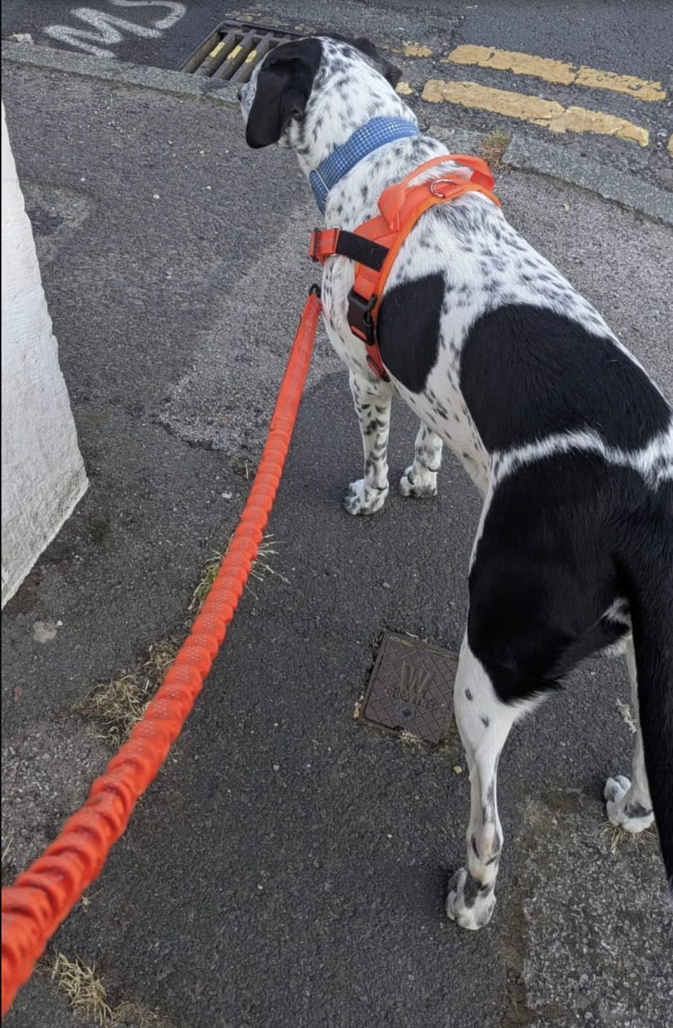 Customer photo review of Harnais Anti-Traction | Mizu