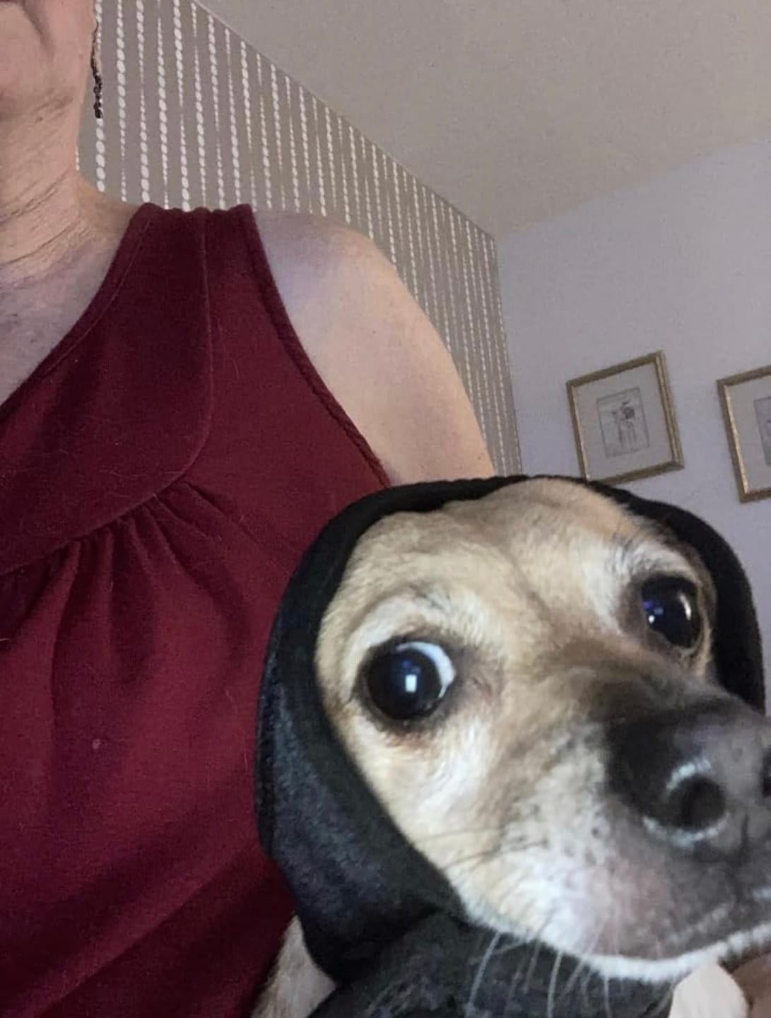 Customer photo review of Noise Protection Ear Muffs