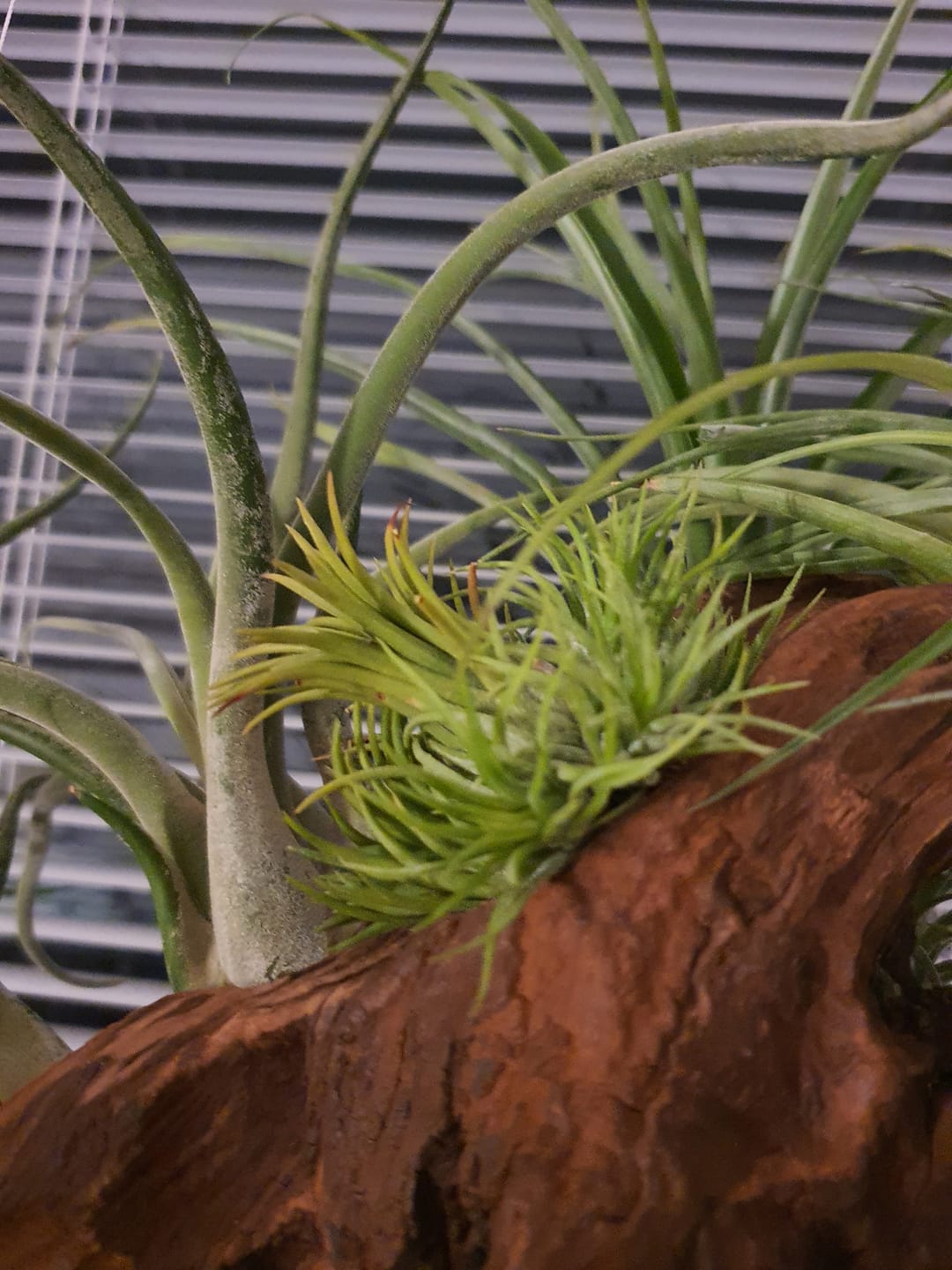 Customer photo review of Tillandsia Ionantha 'fuego' - Pulk