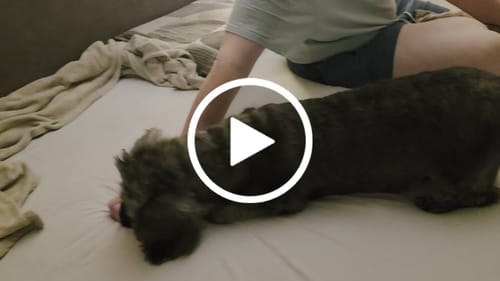Kundenbewertung mit Video zu Happy Tummy