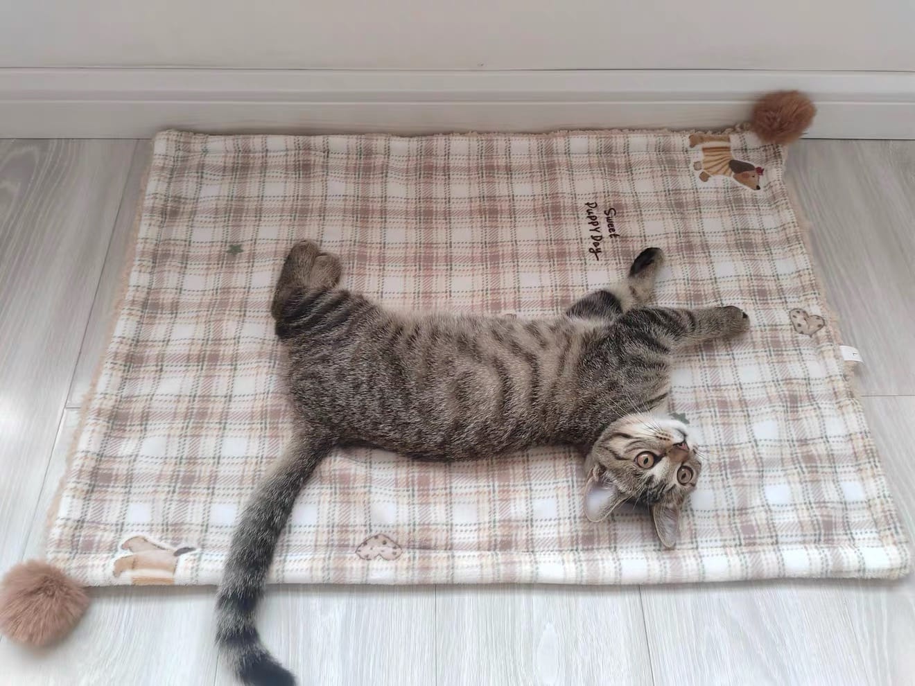 Customer photo review of Cloud-Like Pet Blanket Pillow Combo