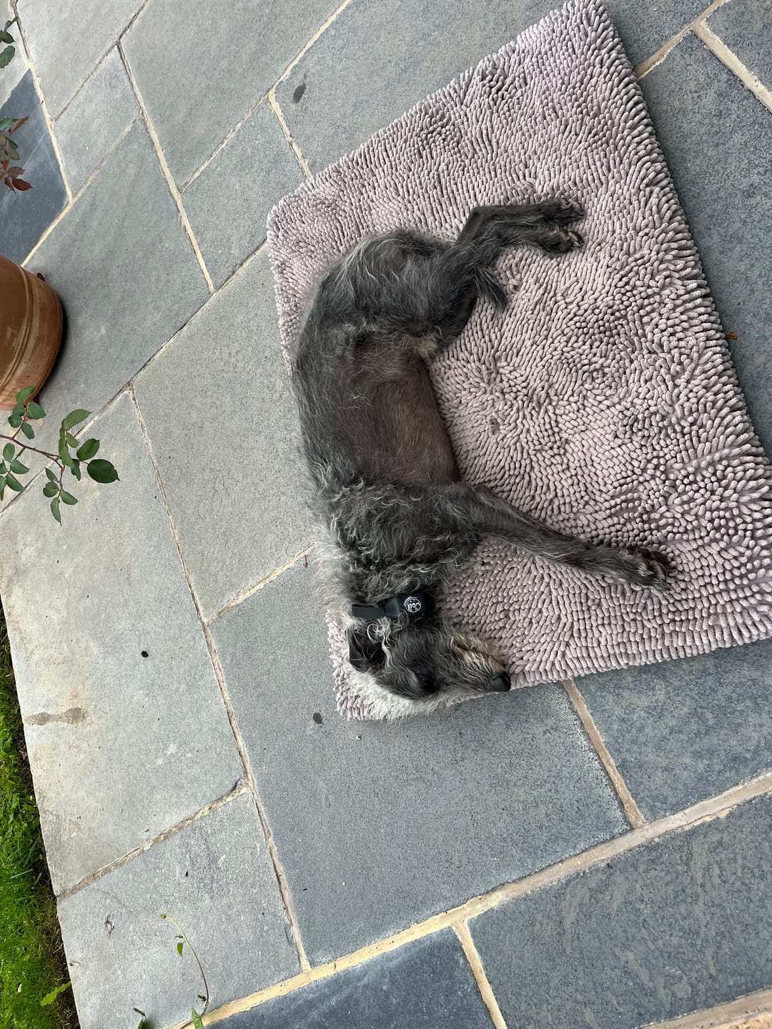 Customer photo review of Calm & Relaxed Training Treats