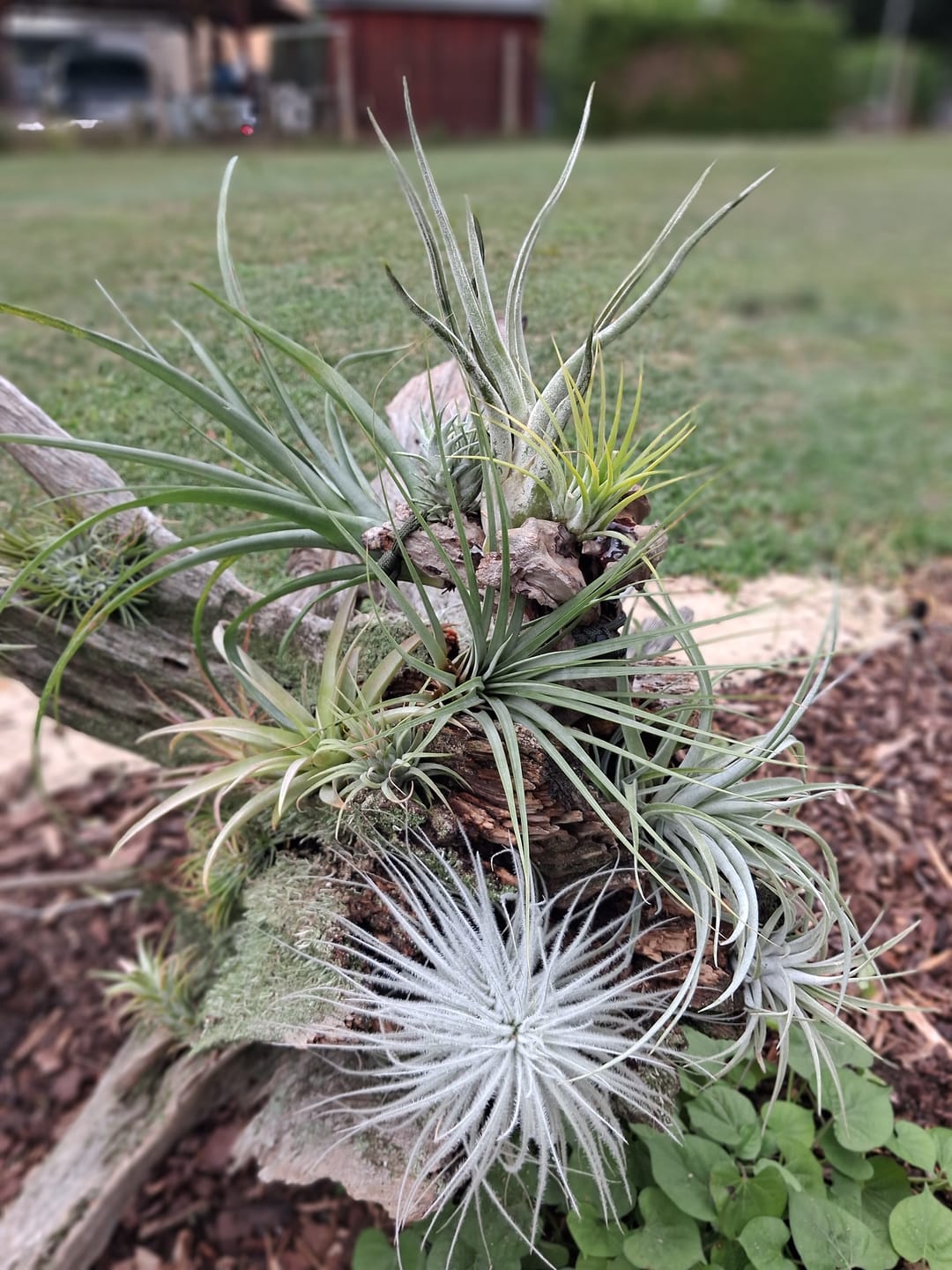 Customer photo review of Tillandsia Ionantha 'fuego' - Pulk