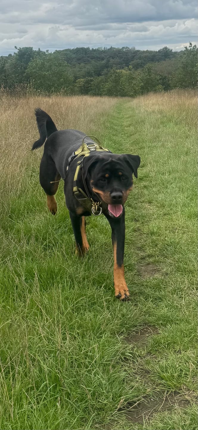 Customer photo review of Anti Pull Hurricane Harness Lighter | With Handle - Olive Green