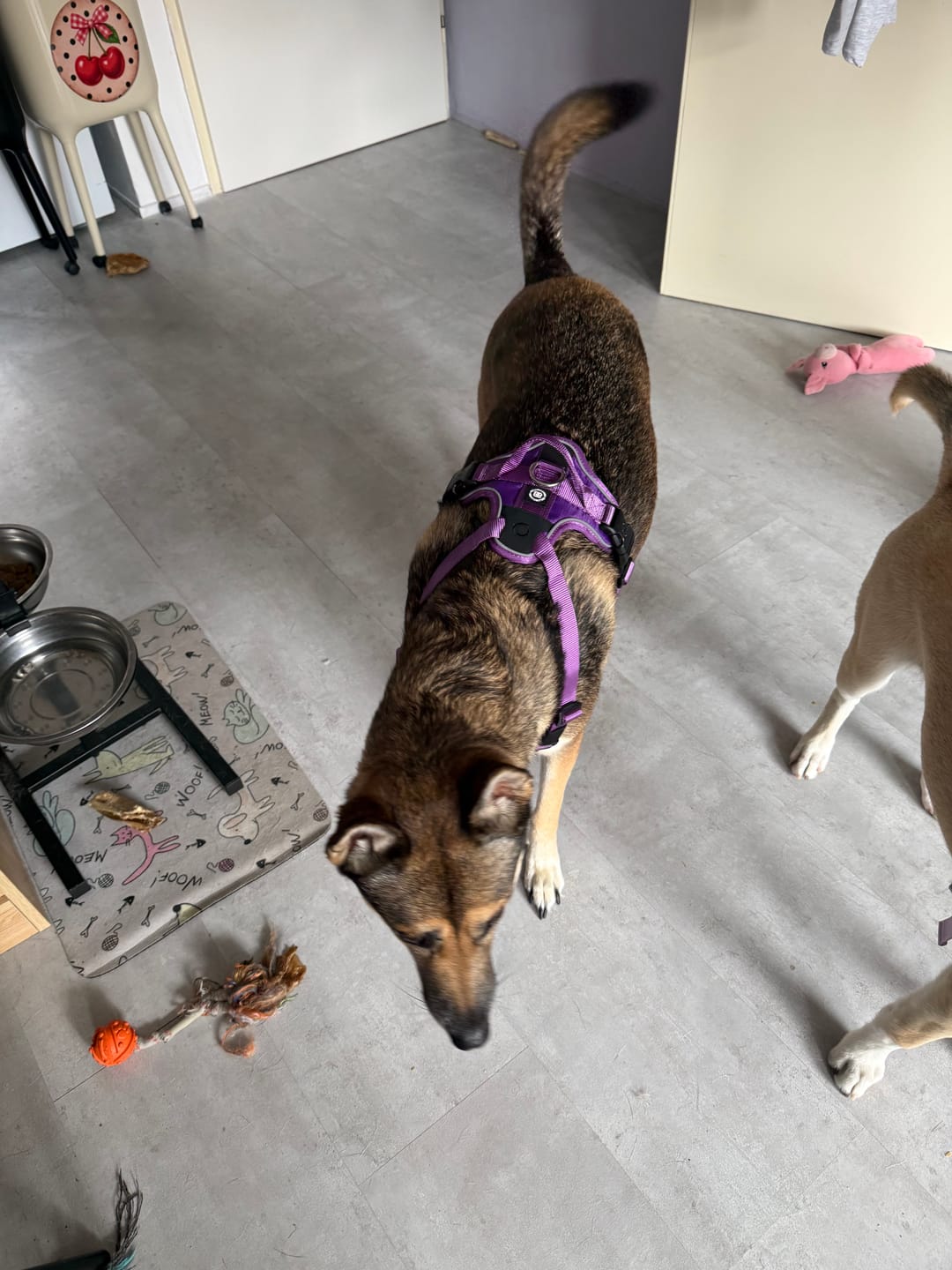 Customer photo review of Anti Pull Hurricane Harness Lighter | With Handle - Purple