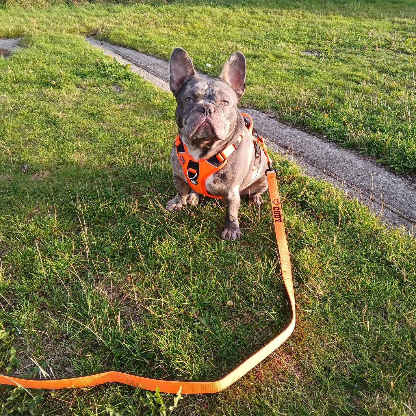Customer photo review of 1.4m Swivel Combat Lead | Anti-Tangle & Secure Clip - Orange