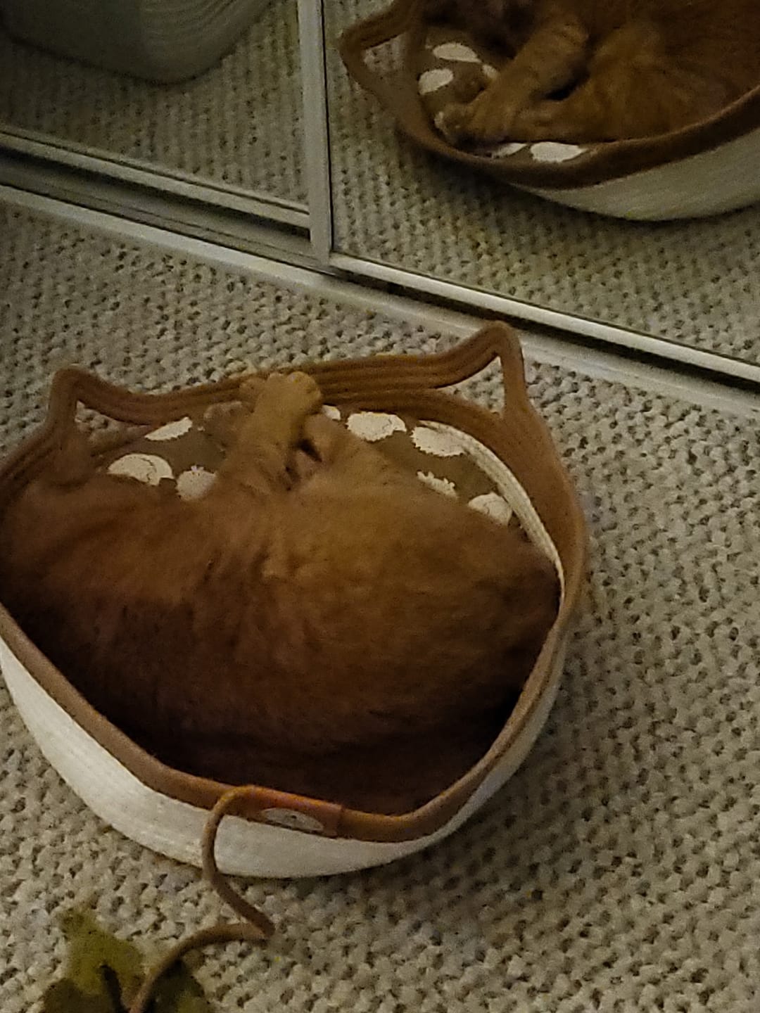 Customer photo review of Instinct Basket | Meet the first research-backed natural territory for indoor cats