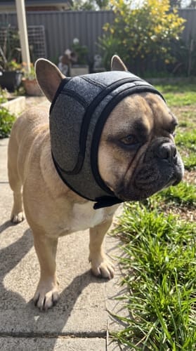 Customer photo review of PawEase™ Calming Ear Wrap