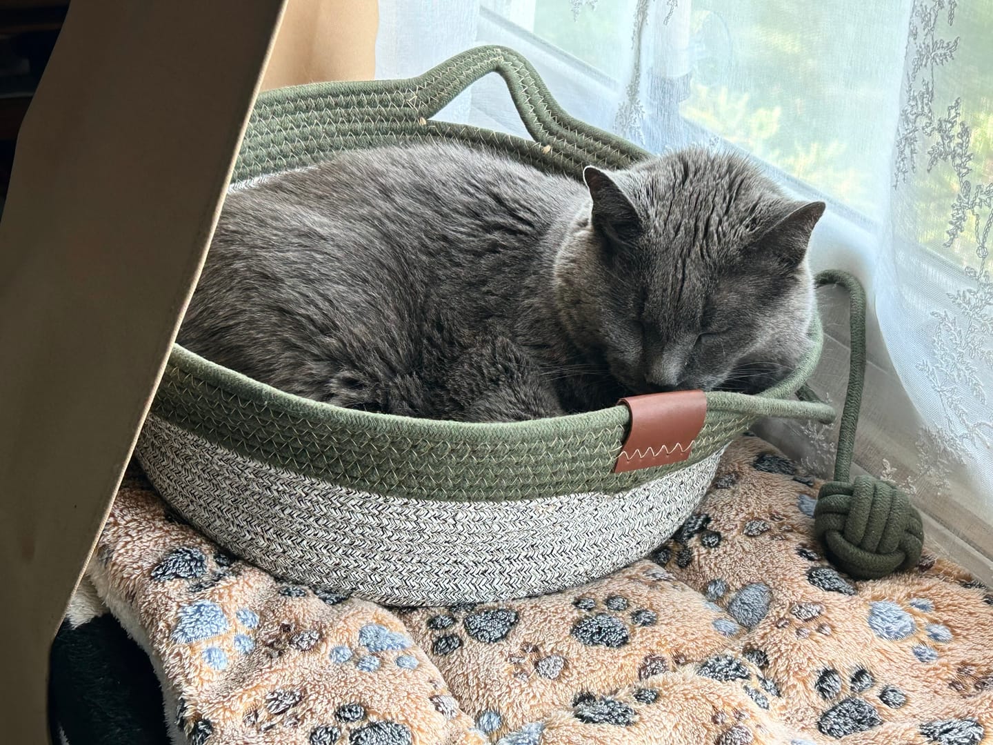 Customer photo review of Instinct Basket | Meet the first research-backed natural territory for indoor cats