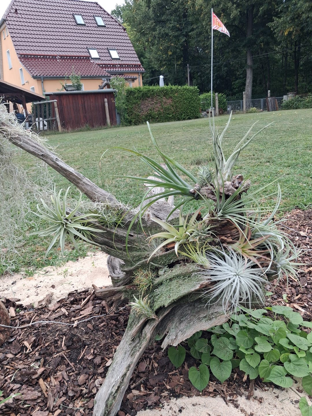 Customer photo review of Tillandsia vanhyningii
