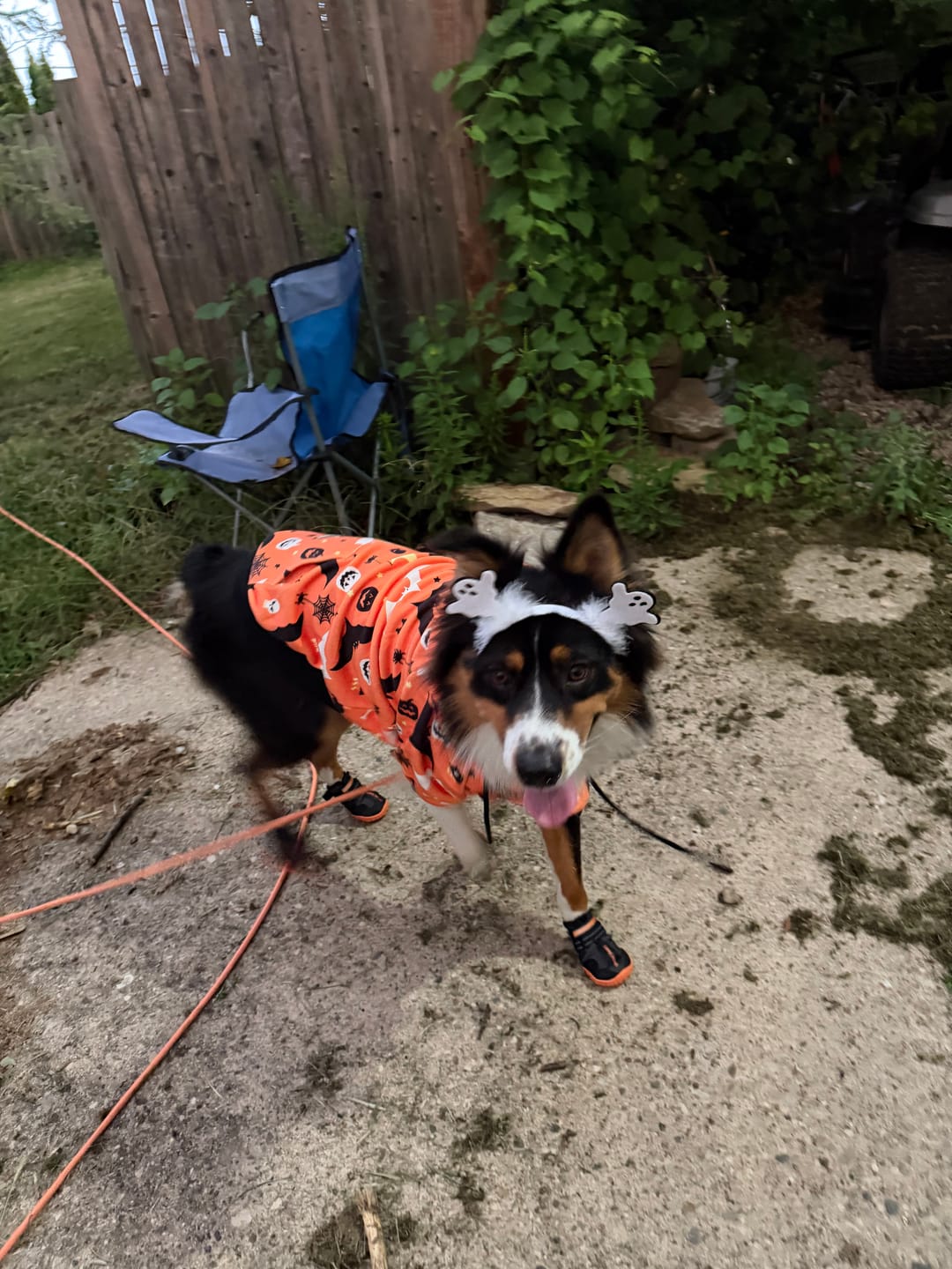 Customer photo review of Halloween Dog Hoodie - Orange