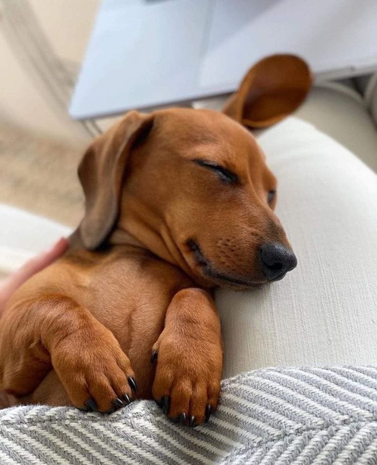 Customer photo review of Libro Mascotas Bajo Control
