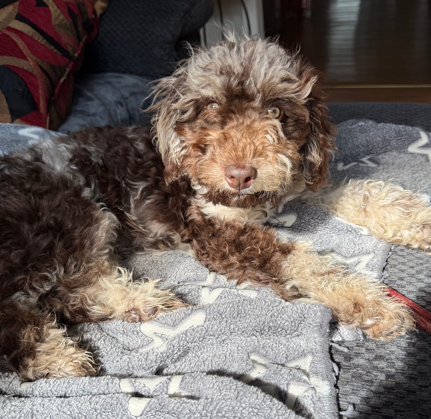 Customer photo review of 12 Inch Standard Bully Stick