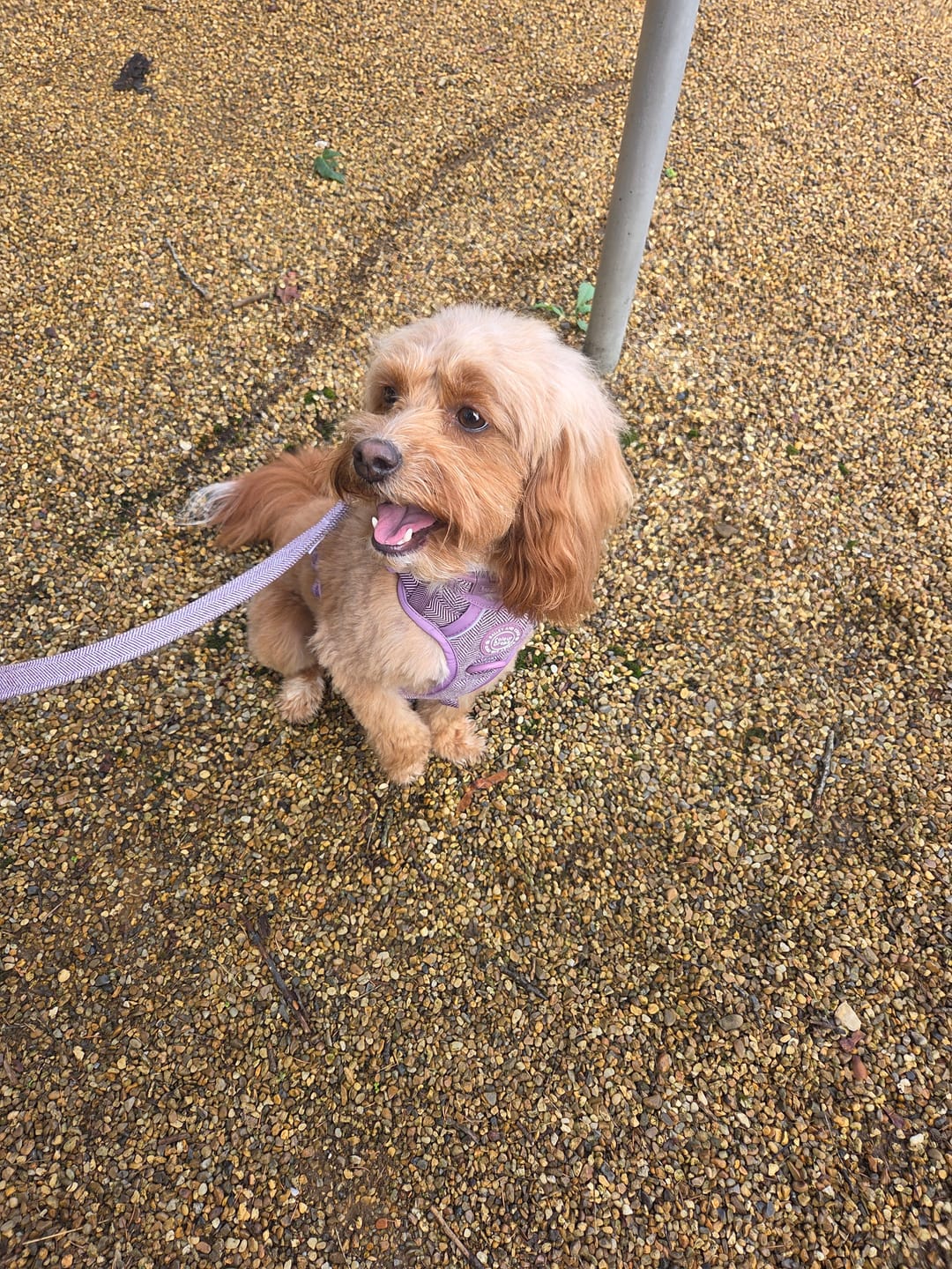 Customer photo review of Plum Tweed Adjustable Dog Harness, Lead, Collar & Dog Walking Bag Bundle