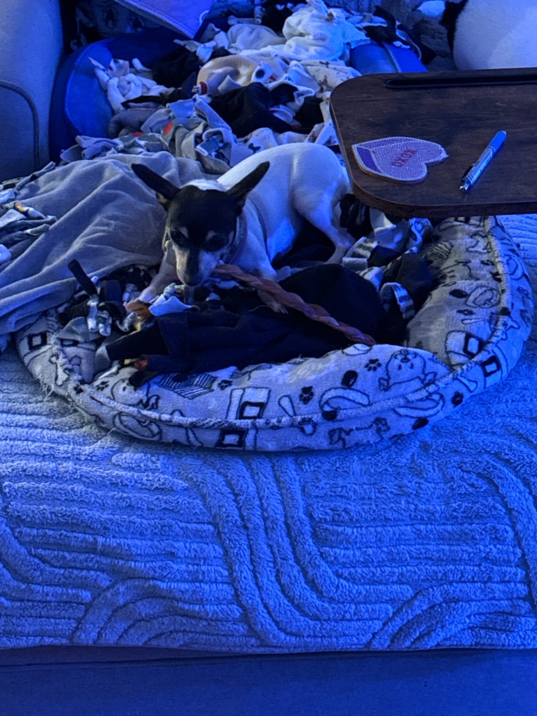 Customer photo review of 12 Inch Standard Braided Bully Stick