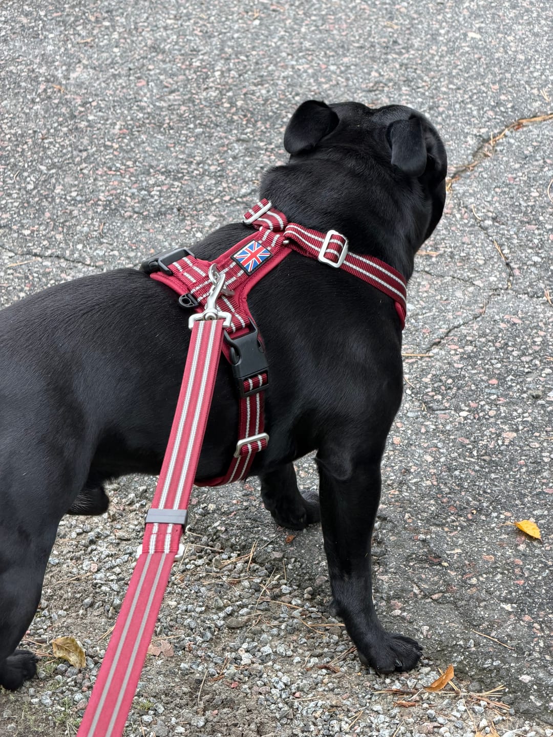 Customer photo review of Staffordshire Bull Terrier 1935® Harness & Leash Set - Burgundy
