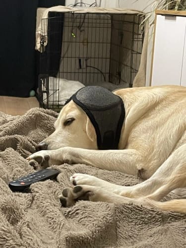 Customer photo review of PawEase™ Calming Ear Wrap
