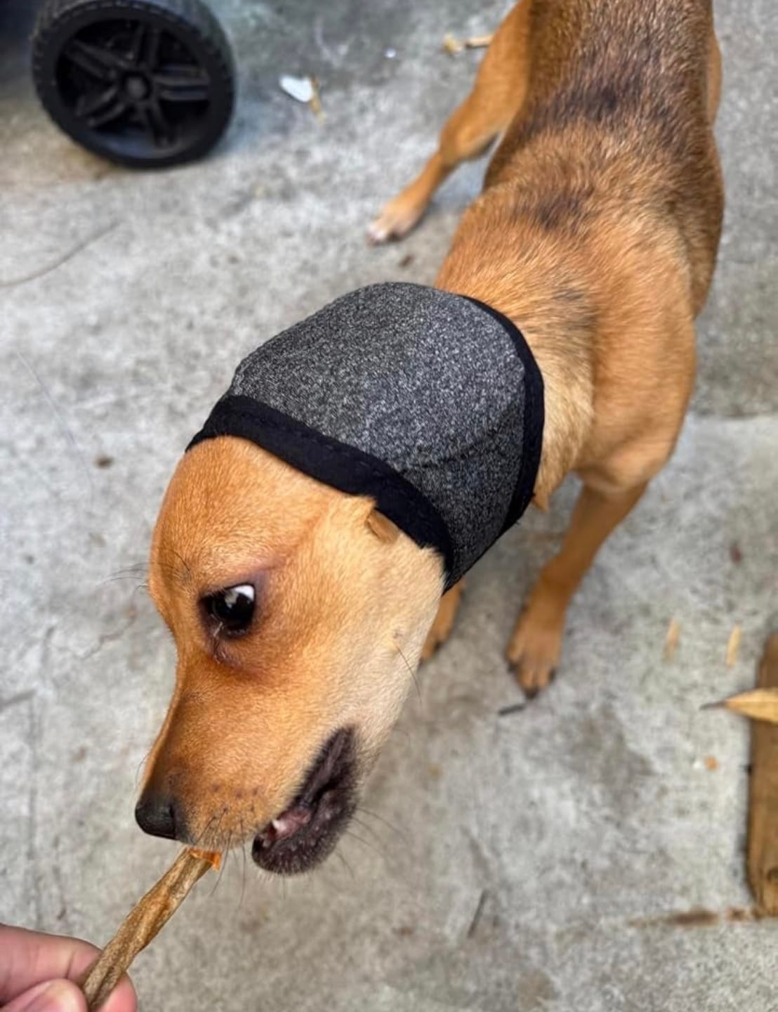 Customer photo review of Noise Protection Ear Muffs