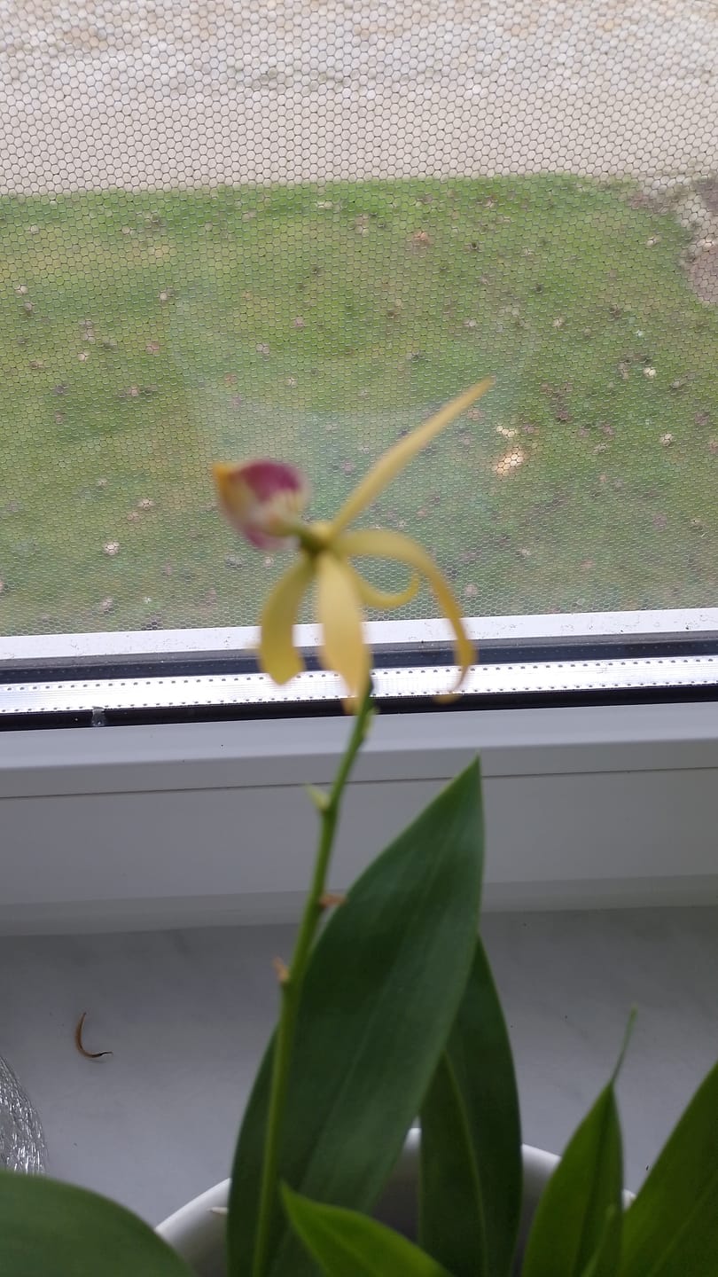 Customer photo review of Encyclia Jasper mit orange-gelben Blüten und 1+ Rispen